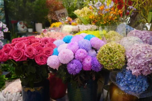 閔行兩大花卉市場(chǎng) 高端平價(jià)隨心選，果香花韻共徜徉