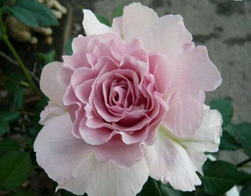 三款花中精品，小巧可愛、四季開花的水果盆栽