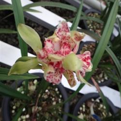四季常開的極品奇花——水果香蘭，帶兩大芽的養(yǎng)護(hù)指南